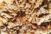 Dried_yeast_01