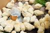 Broiler_chicks_Armenia_08
