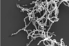 oRAL BACTERIA