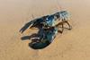 Homarus_americanus_246307486