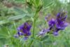 Alfalfa_(Medicago_sativa)_I