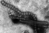 Electron_micrograph_of_Influenza_A_H7N9