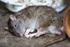 rat-2519097_1280 (1)