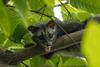 Asian_palm_civet_by_Tisha_Mukherjee_02