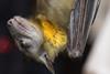 African straw-coloured fruit bat