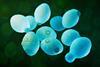 3D_rendering_of_yeast_cells