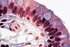 800px-Epithelial_Tissues_Mucous_Glands_in_Simple_Columnar_Epithelium_(27854454278)