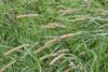 Timothy_Grass_(Phleum_pratense)_-_Oslo,_Norway_2020-08-03