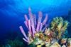 Low-Res_Sponge2