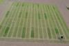 microalgae-trial-2
