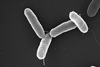 Salmonella_typhimurium