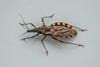 Triatoma_brasiliensis