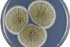 Aspergillus_caespitosus_cya