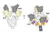 Attachment of bispecific antibodies to virus