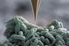 Nano-speargun of Pseudomonas