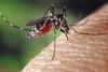 Aedes_albopictus_on_human_skin
