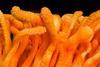 Cordyceps_Militaris