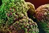 Novel_Coronavirus_SARS-CoV-2_(Omicron)_(52306646850)