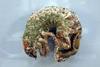 CSIRO_ScienceImage_1253_Greyback_cane_beetle_larva_infected_with_metarhizium (1)