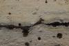Phanerochaete_sp._(39567241162)