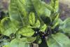 citrus greening