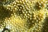 Montipora_capitata_173373394