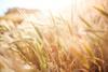 wheat-crops-865098_1920