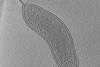 Slice_from_electron_cryotomogram_of_Bdellovibrio_bacteriovorus_cell