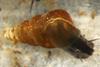 Oncomelania_hupensis_nosophora
