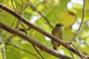 Low-Res_Seychelles warbler_credit Claire Lok Sze Tsui UEA