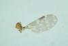 Low-Res_High-resolution microscopic image of insect wing