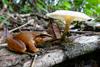 Low-Res_Frog-1-Jack Boyette