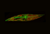 Low-Res_IceGliding1500