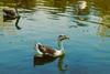 Domestic_Chinese_Geese_Anser_cygnoides_on_green_water_08