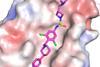 Low-Res_Compound 7 with influenza H1 hemagglutinin_Credit Seiya Kitamura[1]