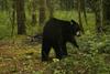 Low-Res_Bears_Site49_edited-1024x683