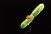 Harmannella_entrapping_Legionella