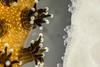 coral1