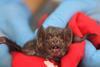 Low-Res_bat_face_IMG_5942