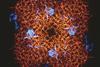 CSIRO_ScienceImage_1789_Protein