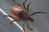 Ixodes_scapularis_P1170301a