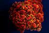 HIV-infected_H9_T_Cell_(6813314147)