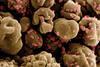 Novel_Coronavirus_SARS-CoV-2_-_53828235001