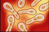 Low-Res_diph image