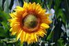 sunflower-3540266_1280