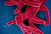 Mycobacterium_Tuberculosis_Bacteria,_the_Cause_of_TB_(52765697337)