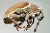 Low-Res_Eucalyptus snout beetle infected by pathogenic fungi (1)