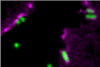 Low-Res_CIBSS_Cell Reports_Bakterium_Roemer_Schwan.jpg