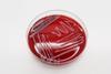 Low-Res_staphylococcus borealis_2000px