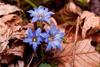 Gentiana_squarrosa_2